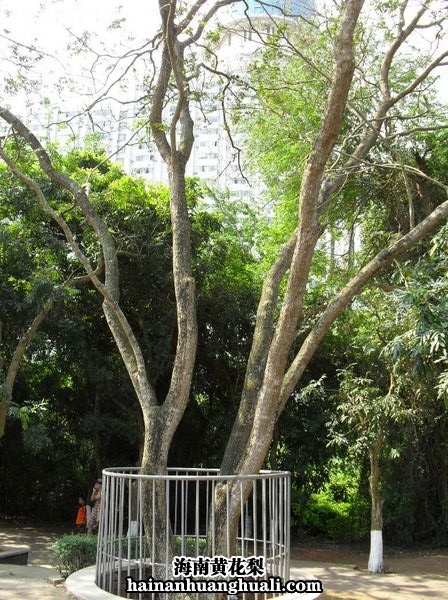 海口公园的海南黄花梨树