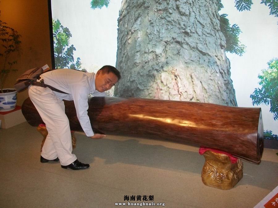 海南千年黄花梨木王