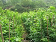 桂平赠送村民黄花梨树苗1万株