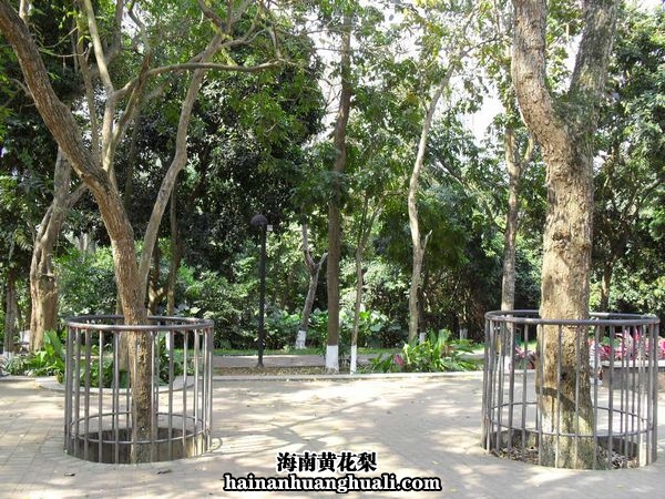 海南黄花梨树：成树（目前海口公园保护完好的一棵）