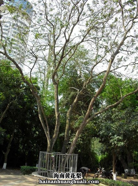海南黄花梨树：成树（目前海口公园保护完好的五棵中的一棵）