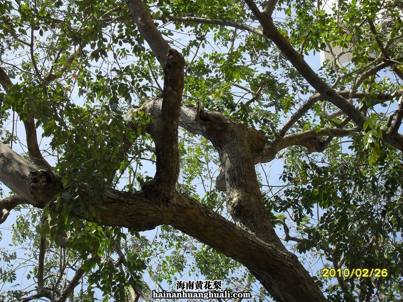海南黄花梨：弯曲的自然树干（海南省琼海市唯一的一颗）
