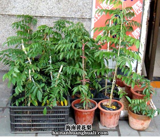 海南黄花梨 树苗:盆栽