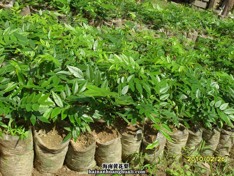 海南黄花梨 树苗:小苗