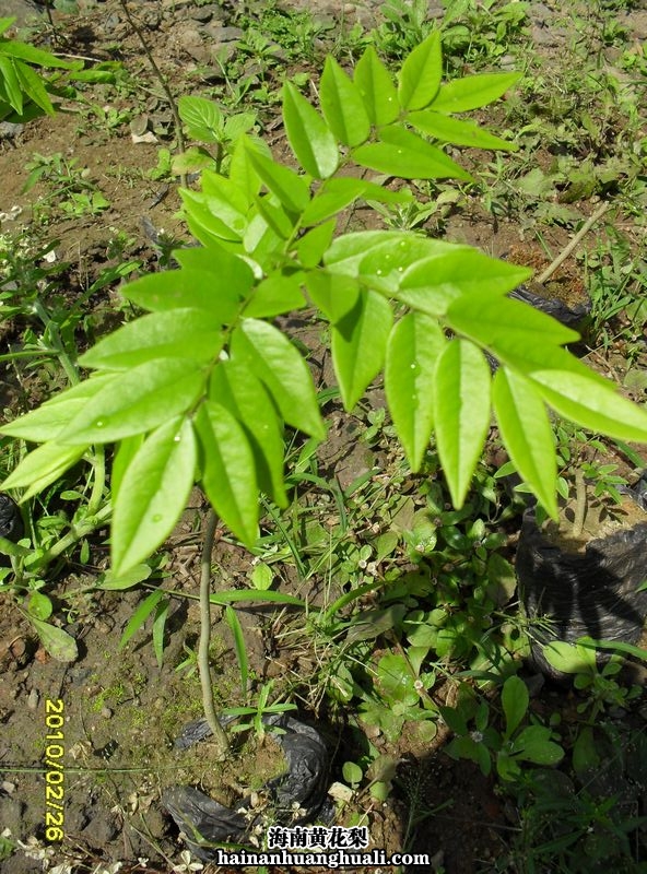 海南黄花梨 树苗:小苗(单株)